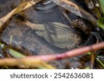 European tadpole shrimp, Triops cancriformis, tadpole shrimp, czech republic