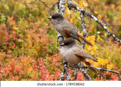 European Taiga Bird Siberian Jay, Perisoreus Infaustus, Couple During Autumn Foliage In Valtavaara Near Kuusamo, Northern Finland.