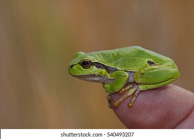 4,807 European tree frogs Images, Stock Photos & Vectors | Shutterstock