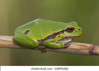 European Tree Frog