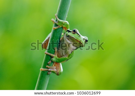 European tree frog, Hyla arborea, sitting on grass straw with clear green background. Nice green amphibian in nature habitat. Wild frog on meadow near the river.