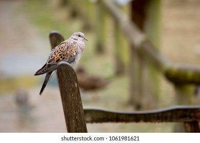 A European Turtle Dove (Streptopelia Turtur) Sitting On The Edge Of A Wooden Picnic Chair. Photographed In Winter In The UK, From A Distance.