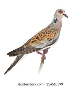 European Turtle Dove Streptopelia Turtur Known Stock Photo 114610399 ...