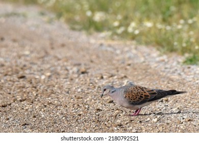 European Turtle Dove (Streptopelia Turtur) 