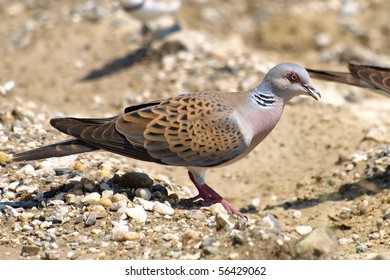 European Turtle Dove, Streptopelia Turtur