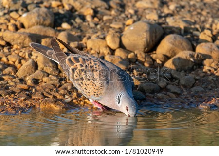 European Turtle dove, Streptopelia turtur drinks water.
