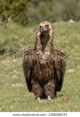 Similar – ortrait of a young vulture