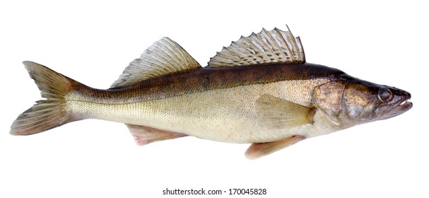 317 Walleye Fish Scales Stock Photos, Images & Photography 