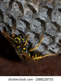 The European Wasp Builds A Nest To Create A New Colony. Aspen Nest Of A Paper Wasp. Wild Paper Wasp Building A Nest Next To A Man, Vertical Frame