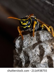 The European Wasp Builds A Nest To Create A New Colony. Aspen Nest Of A Paper Wasp. Wild Paper Wasp Building A Nest Next To A Man, Vertical Frame