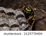 The European wasp builds a nest to establish a new colony. Macro portrait of a paper wasp on an aspen nest