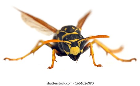 European Wasp German Wasp Or German Yellow Jacket Isolated On White Background In Latin Vespula Germanica