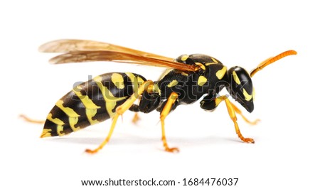 European wasp, Polistes associus, isolated on white background