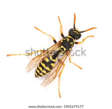 European wasp, Polistes associus, isolated on white background, top view