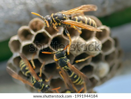 European wasp (Vespula germanica) building a nest to start a new colony.