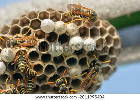 European wasp (Vespula germanica) building a nest to start a new colony in the greenhouse. Selective focus.