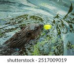 an european water rat nutria , swimming