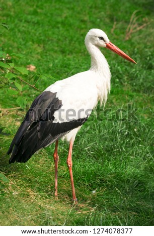 Similar – Foto Bild Storch auf grünem Rasen