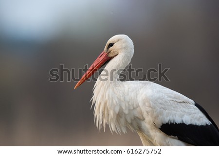 Similar – Foto Bild Ausgewachsener Europäischer Weißstorch Fliegend gegen grüne Wälder. Ciconia Ciconia.