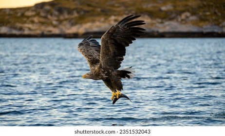 European white tailed eagle (Haliaeetus albicilla) catching fish