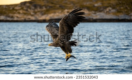 European white tailed eagle (Haliaeetus albicilla) catching fish