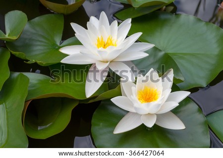 European White Waterlily with Green Leaves Closeup from Above