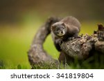 European Wild animal protection project: Close up European mink, Mustela lutreola, Critically Endangered animal  on a  branch against green blurred background. Europe.