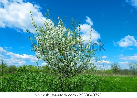 European wild apple (Malus sylvestris). Plot of forest-steppe, blooming wild fruit trees. Type of biocenosis close to natural, primal steppe. Rostov region, Russia