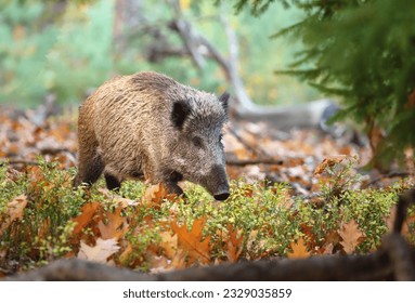 The european wild boar in forest