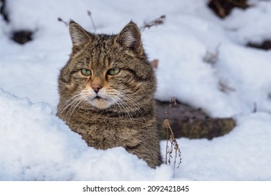 European Wild Cat (Felis Silvestris)