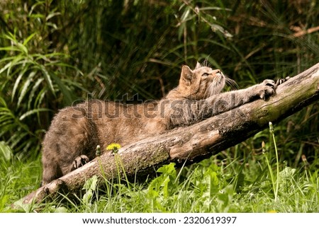 European wild cat stretches wonderfully on a tree trunk