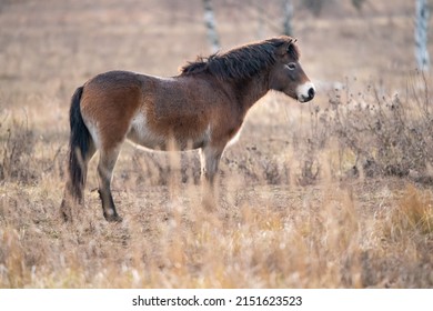 European Wild Horse From Side View. Equus Ferus Ferus