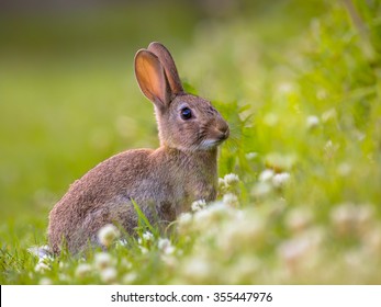 European Wild Rabbit (Oryctolagus Cuniculus) In Lovely Green Vegetation Surroundings With White Flowers