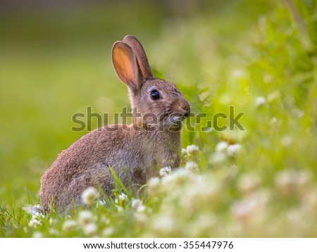 European Wild rabbit (Oryctolagus cuniculus) in lovely green vegetation surroundings with white flowers