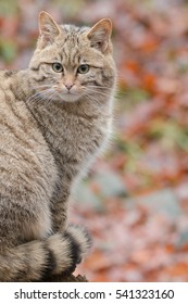 European Wildcat