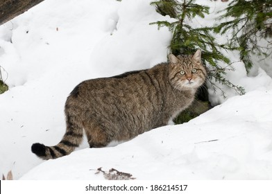 European Wildcat (Felis Silvestris)