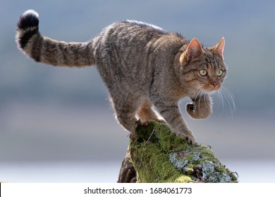 European Wildcat (Felis silvestris silvestris) Cadiz, Spain  - Shutterstock ID 1684061773