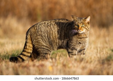 European Wildcat, Felis Silvestris, Hunting On The Dry Field In Autumn. Alert Wildcat Staring And Observing The Surroundings Of The Grassy Meadow. Tabby Cat With Beautiful Eyes In The Wilderness.