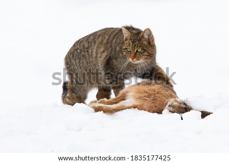 european wildcat, felis silvestris, hunting on meadow in winter nature. Stripped predator protecting a prey on white field. Brown hunter standing next to dead rabbit on snow.