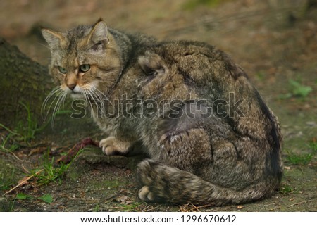 European wildcat (Felis silvestris silvestris). Wildlife animal.