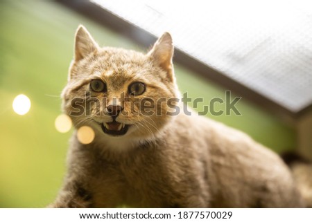 European wildcat taxidermy specimen looking at camera. Medium shot. Low angle view. 
