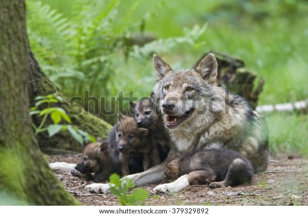 European wolf\
(Canis lupus lupus) with pup,\
puppy