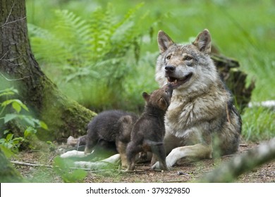 European Wolf With Pup