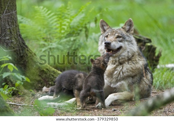 European wolf with\
pup