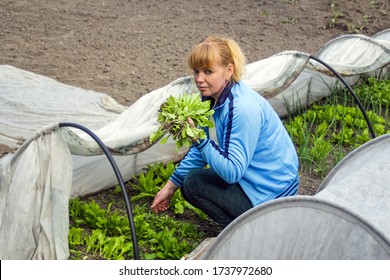 European Woman Blonde With Gathered Hair In A Blue Sweater Holds In Her Hands A Crop Of Lettuce Among Home Greenhouses. Blurred Gray, White, Green Background. DIY Organic Organic Food Concept.