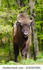 European Wood Bison Wisent, Bison Bonasus In The Woods