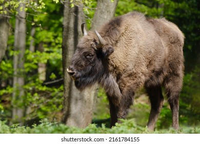 European Wood Bison Wisent, Bison Bonasus In The Forest