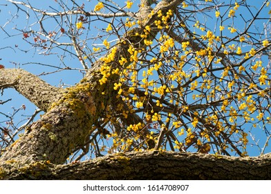 European Yellow Mistletoe (Loranthus Europaeus)