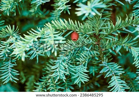 European yew tree, Taxus baccata evergreen yew close up. Toned green yew tree branch with mature and immature red seed cones. Poisonous plant with toxins alkaloids