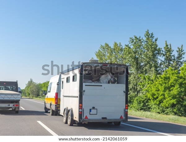 European-style horse box with horses\
pulled by minibus on hungarian road. Horse trailer on\
highway